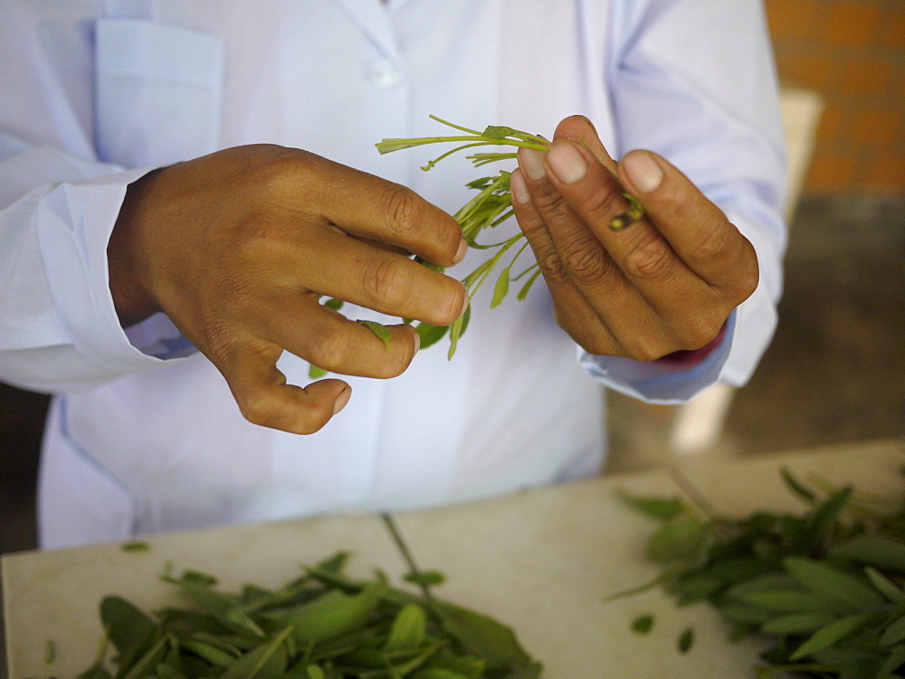 BOLIVIA Plant for processing medicinal and aromatic herbs, Chizchipani, Caranavi. The project of FUNDAWI. Cleaning and drying Salvia, a medicinal plant used for coughs and stomach problems