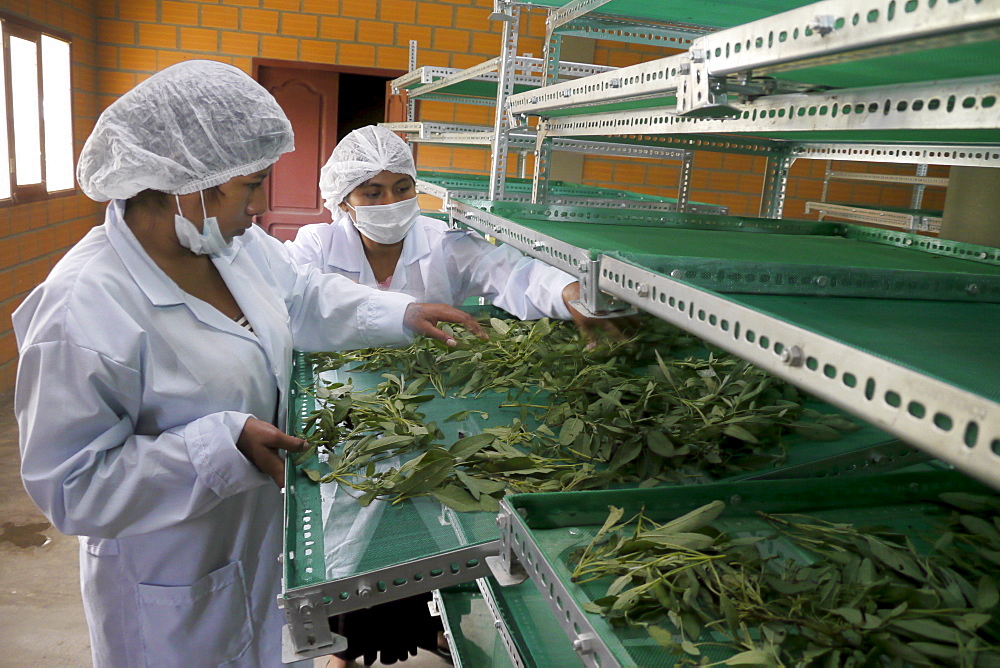 BOLIVIA Plant for processing medicinal and aromatic herbs, Chizchipani, Caranavi. The project of FUNDAWI. Cleaning and drying Salvia, a medicinal plant used for coughs and stomach problems