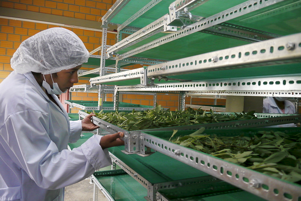 BOLIVIA Plant for processing medicinal and aromatic herbs, Chizchipani, Caranavi. The project of FUNDAWI. Cleaning and drying Salvia, a medicinal plant used for coughs and stomach problems