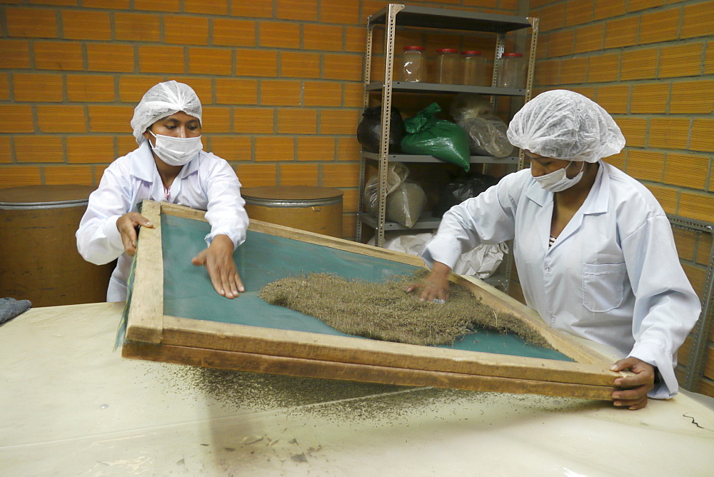 BOLIVIA Plant for processing medicinal and aromatic herbs, Chizchipani, Caranavi. The project of FUNDAWI. Cleaning and drying Cedron