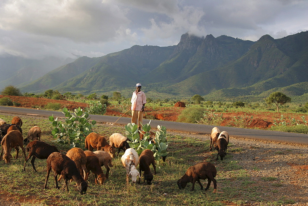 Tanzanian landscape near same in the north-east. Man herding sheep