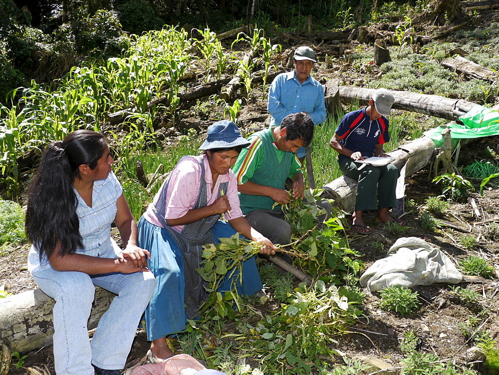 BOLIVIA Visiting the farm of Wilfredo Castro, his wife Vicencia Choque and uncle Manuel Villalobes in Colonia 7 Estrellas, near Caranavi. They are exemplary benefeciaries of the FUNDAWI project, gropwing many kinds of aromatic and medicinal herbs, as well as the usual food crops such as maize, beans, fruit and vegetables, ertc. Their cash crop is coffee. Originally from La Paz and the Alti Plano, they have lived in the yngas for over 20 years as successful farmers. Daniel Tarqui (red and blue shirt), FUNDAWI technician, and Delia Cruz Condori (left) giving advice