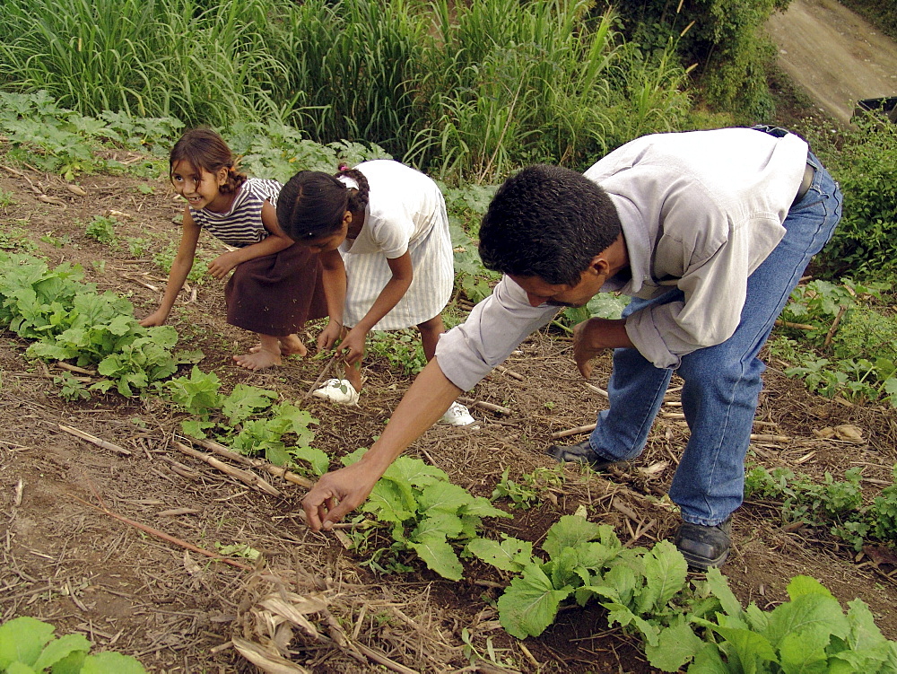 Honduras family working together on their cultivated land. Banadero, near danli