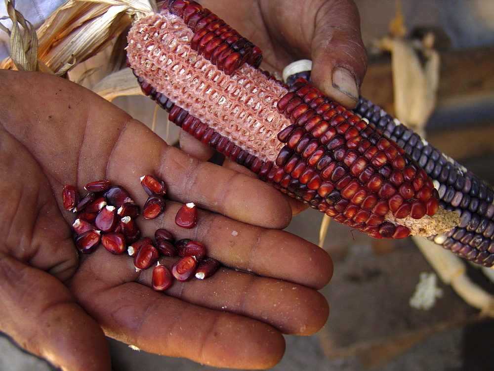 Honduras varieties of maize: red kind. Marcala