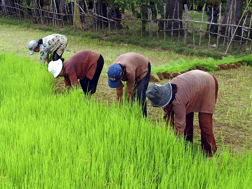 Cambodia planting rice in kampong thom