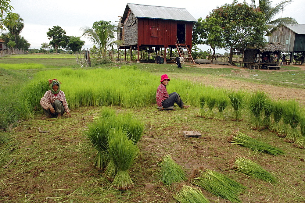 Cambodia uprooting rice seedlings ready for transplanting. The farmers house is in the background