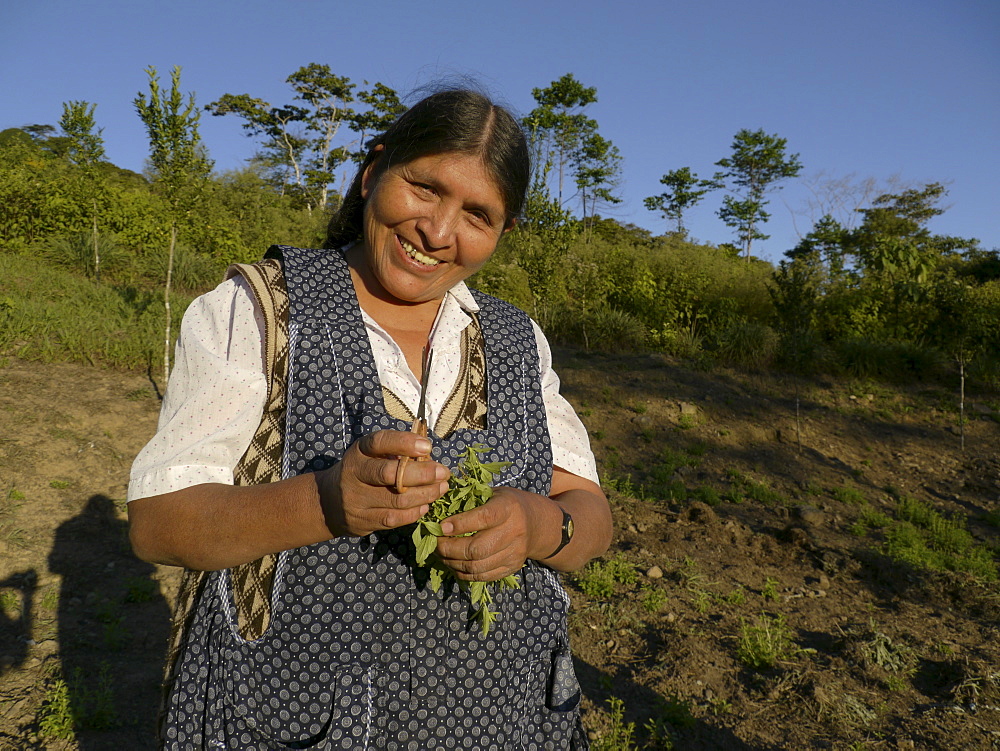 BOLIVIA Cultivating estevia which is a natural sweetener, good for diabetes, in Santa Fe, Caranavi.