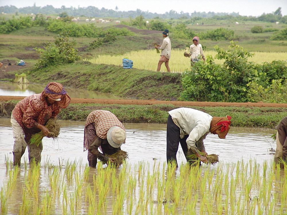 Cambodia transplanting rice in kampong thom