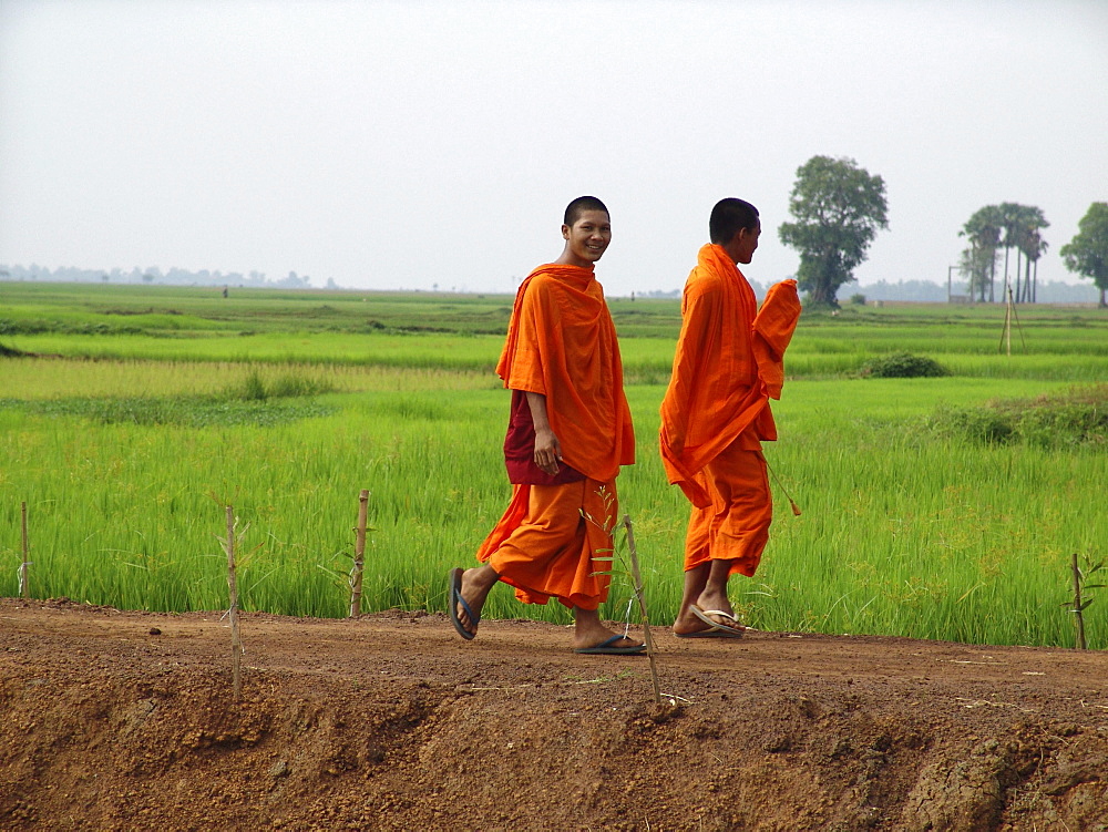 Cambodia buddhist monks walking along paddy field, kampong cham