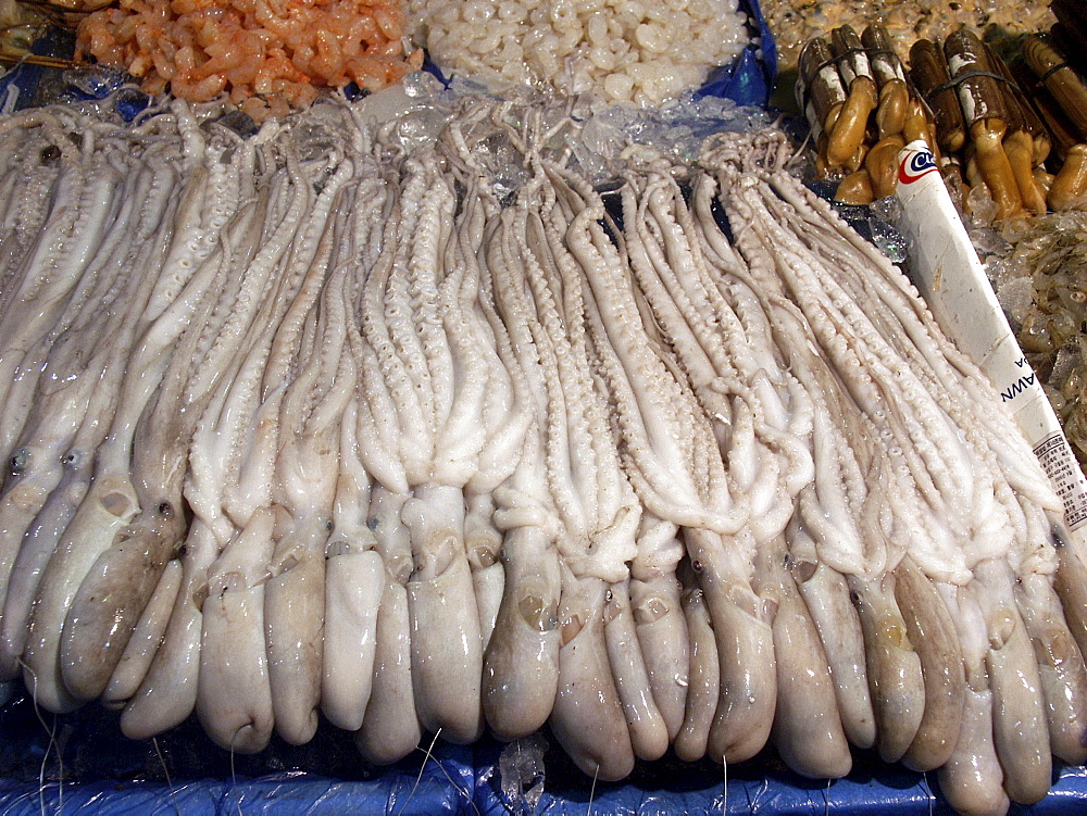 Korea - squid on sale at karakan wholesale food market seoul