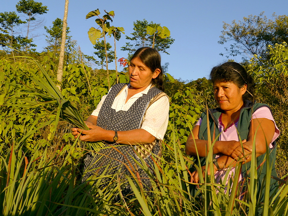 BOLIVIA Alejandra Roque, Gendra Colque and Domitila Apaza harvesting organic lemongrass in the hills above Santa Fe, near Caranavi