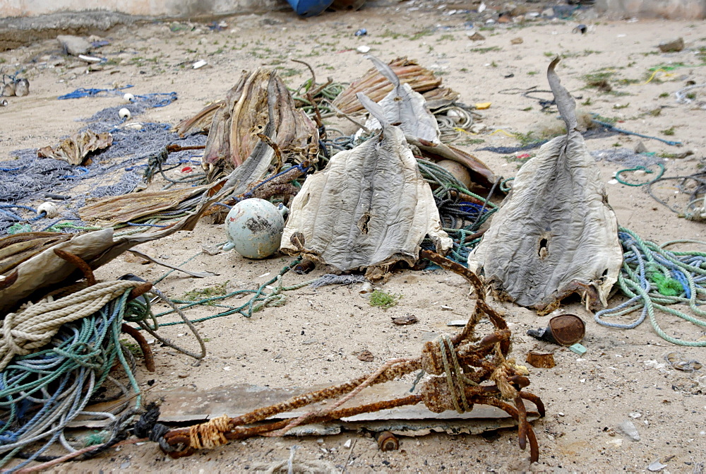 Eyl is a town in somalias puntland state. The prominent clan in eyl district are yonis idiris, a sub-clan of isse mahamud, which in turn is a sub-clan of majeerteen. Eyl is near the hafun peninsula, the location of most of somalias casualties from the 2004 indian ocean tsunami., the tsunami resulted in the death of some 300 people and extensive destruction of shelters, houses and water sources as well as fishing gear. The livelihoods of many people residing in towns and small villages along the somali indian ocean coastline, particularly in the northern regions, were devastated, /shark fishing is main source of income for many of the somalis fishermen. sharks skin drying in eyl 