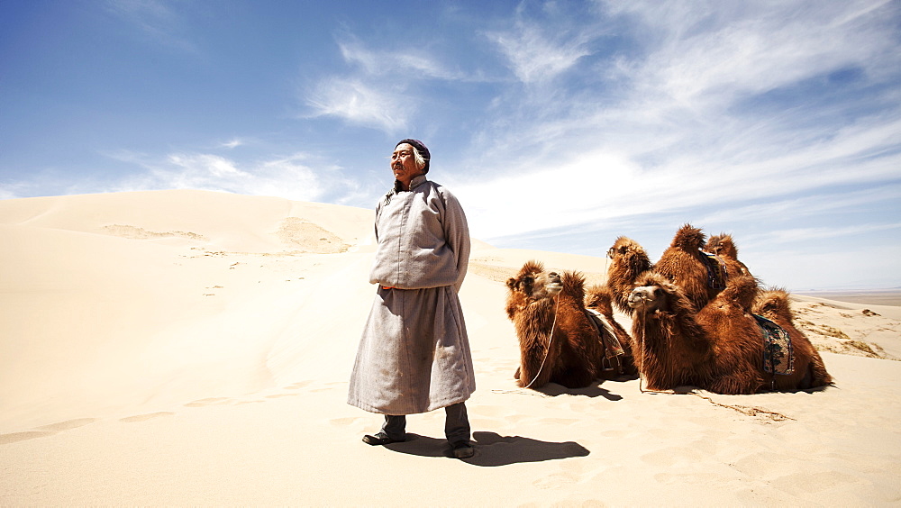 A Mongolian camel herder stands proudly in front of his camels in the middle of the sand dunes of the Gobi Desert. Mongolia, Central Asia, Asia