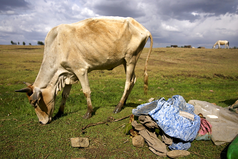 Skiny cow in hanamerant area, meket, ethiopia