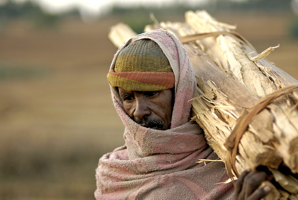 Man carrying eucalyptus wood, ethiopia