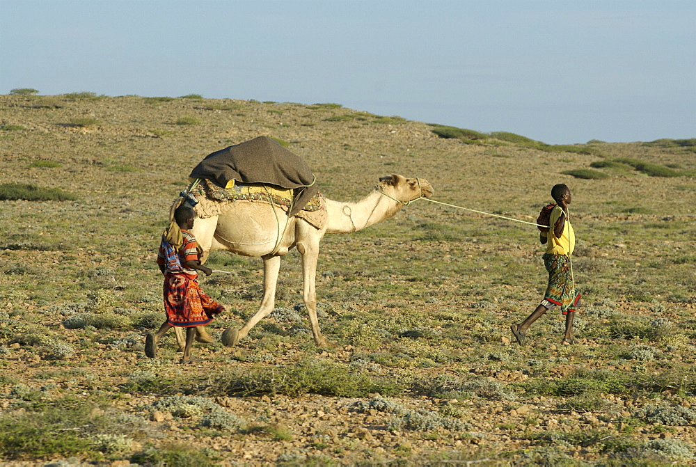 Somali nomads walking with camel, somalia