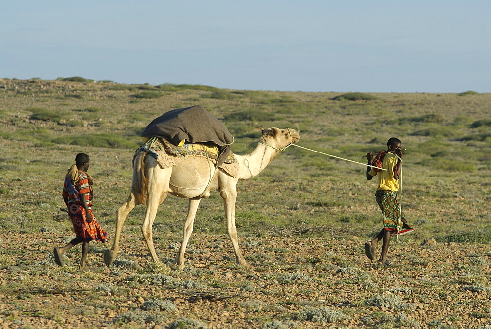 Somali nomads walking with camel, somalia