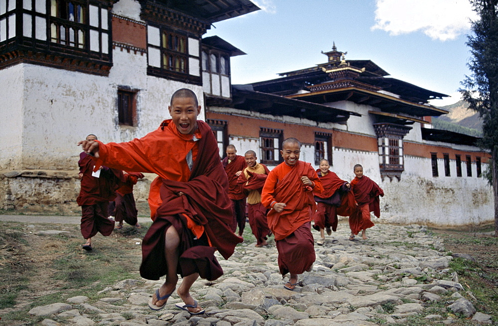 Nyingmapa gangte monastery with young monks letting some steam after morning prayer. During a visit to phobjikha valley, pema lingpa prophesised that a monastery named gang-teng (hill) would be built on this site that teachings would be spread from there. temple founded here in 1613 by gyalse pema thinley, grandson mind reincarnation of pema lingpa