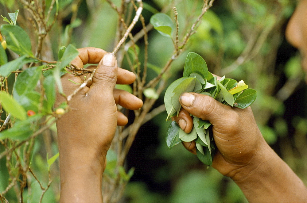 Colombian shaman picking herbs, colombi