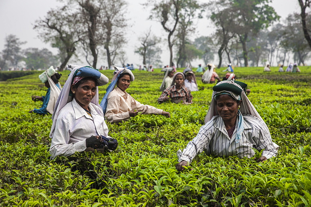 Tea garden in Silliguri, Sikkim, India, Asia