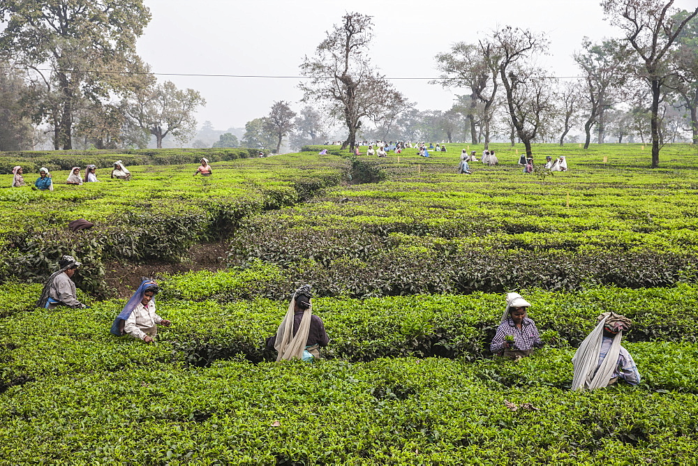 Tea garden in Silliguri, Sikkim, India, Asia