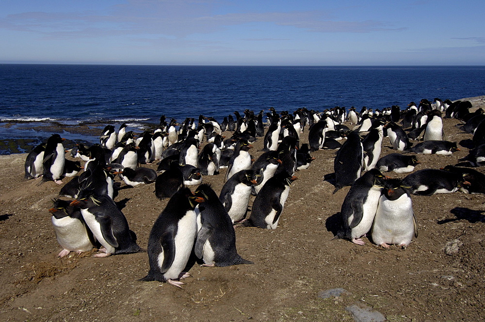 Rockhopper penguin (eudyptes chrysocome) bleaker island, falkland islands, view over colony.