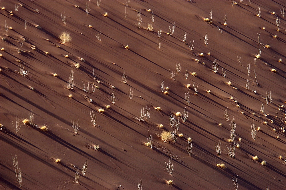 Long shadows behind grass on sand dune, namibia