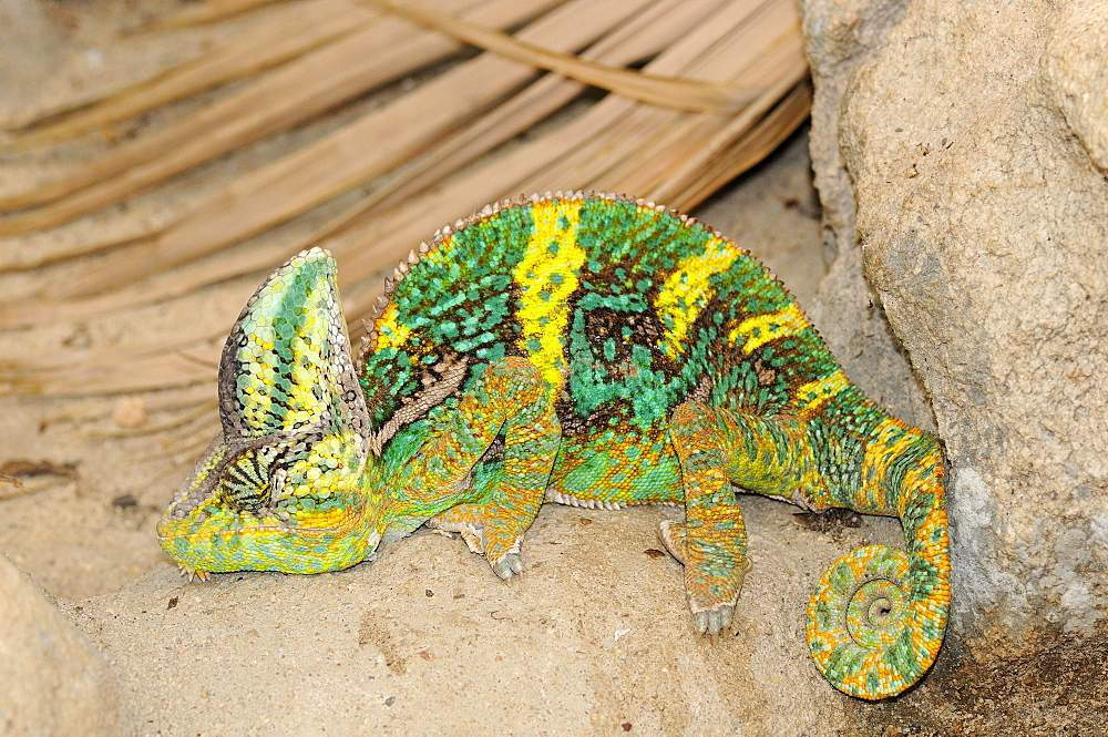 Veiled chameleon (chamaeleo calyptratus) ground dwelling desert chameleon, native to yemen