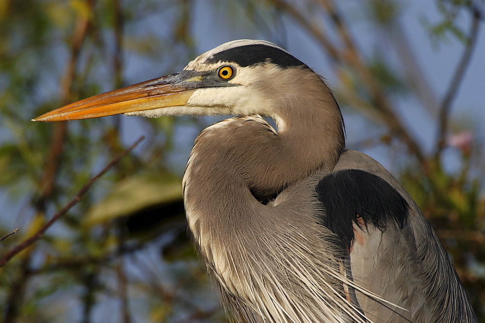 Great blue heron. Ardea herodias. Close-up of head and neck. Florida, usa