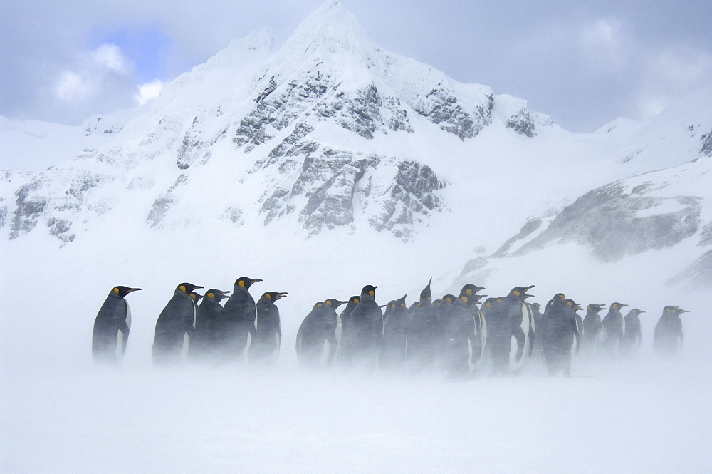 King penguins (aptenodytes patagonicus) right whale bay, south georgia, group huddled together in blizzard