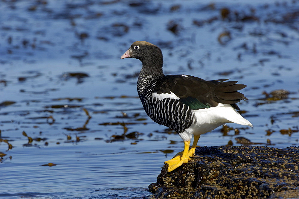 Kelp goose (chloephaga hybrida) female, falkland islands