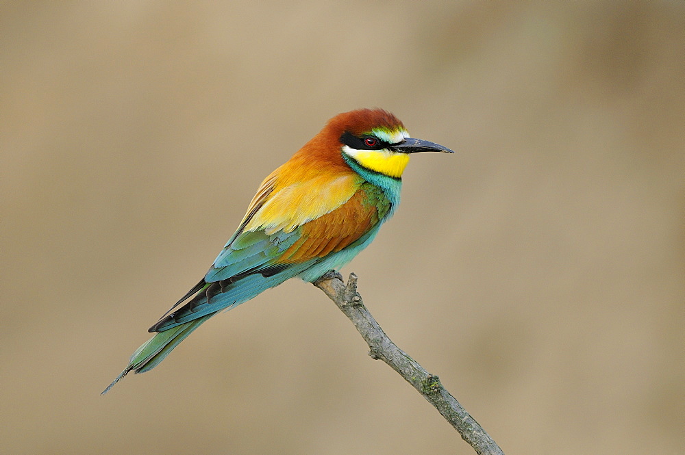 European Bee-eater (Merops apiaster) perched on twig, Bulgaria