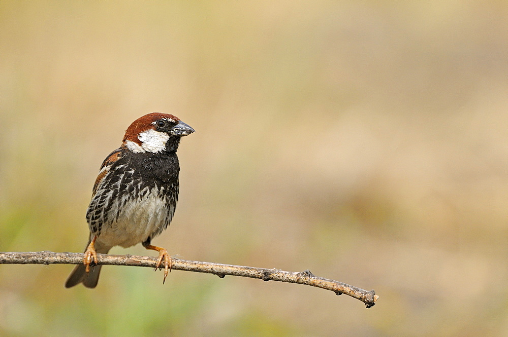 Spanish Sparrow (Passer hispaniolensis) perched on branch, Bulgaria