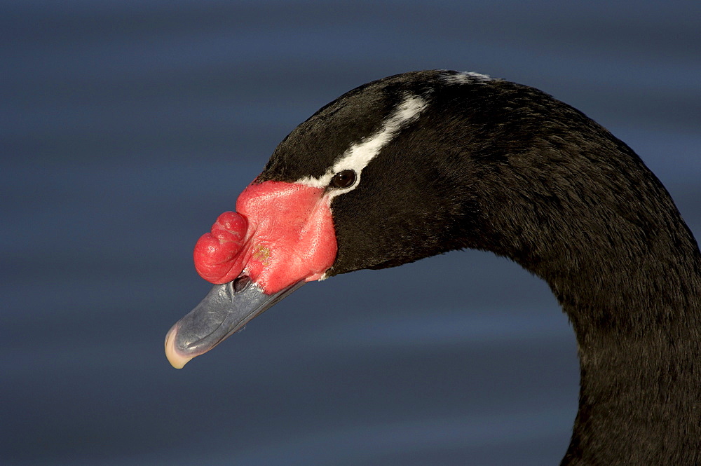 Black-necked swan (cygnus melanocoryphus) close-up of head, slimbridge, uk