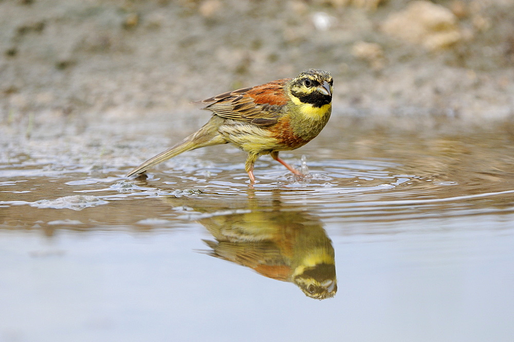 Cirl Bunting (Emberiza cirlus) male standing in pool of water, Bulgaria