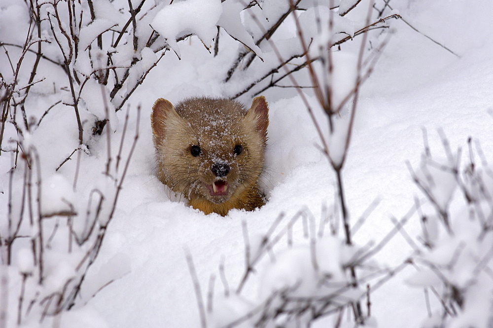 American pine marten (martes americana) looking up through snow, captive.