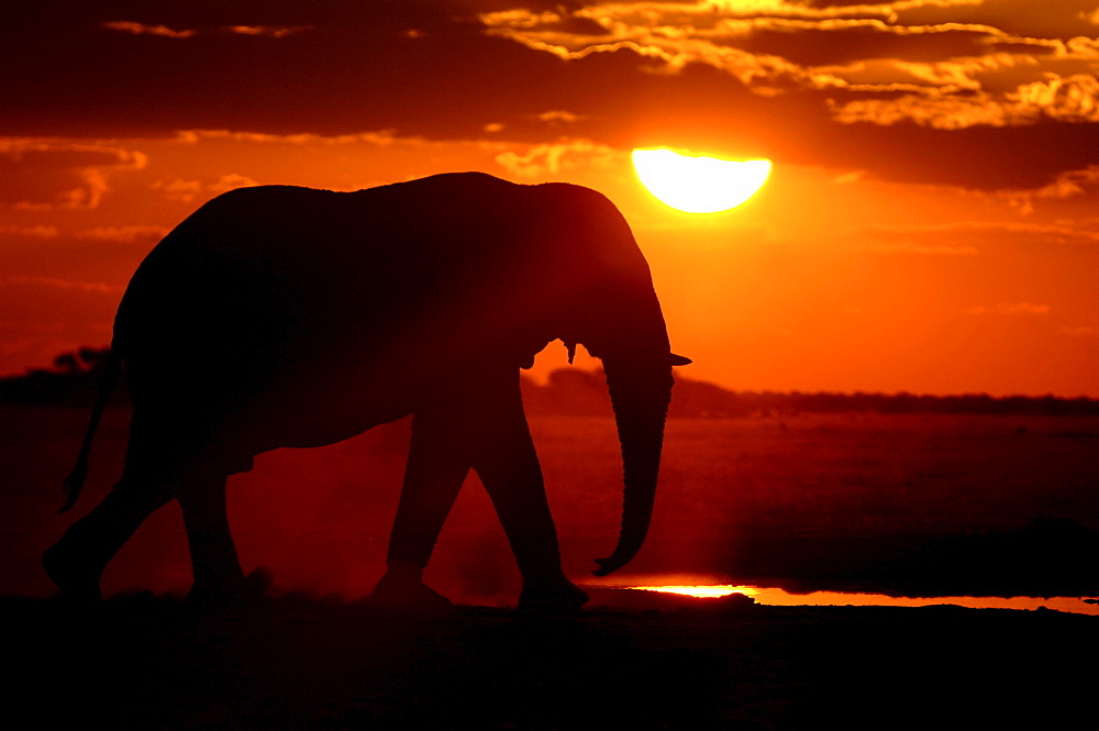 African elephants. Loxodonta africana. Walking to waterhole at sunset. Nxai pan, botswana