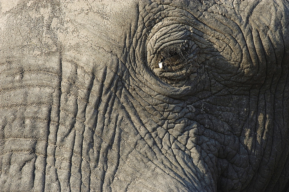 African elephant. Loxodonta africana. Close-up showing skin detail. Botswana