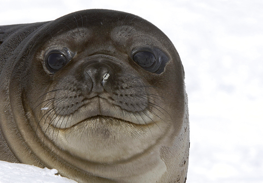 Seal (mirounga leonina) pup, close-up of face, south georgia.