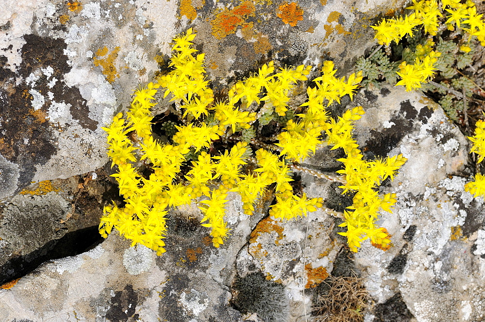 Goldmoss or Biting Stonecrop (Sedum acre) growing between lichen covered rocks, Bulgaria