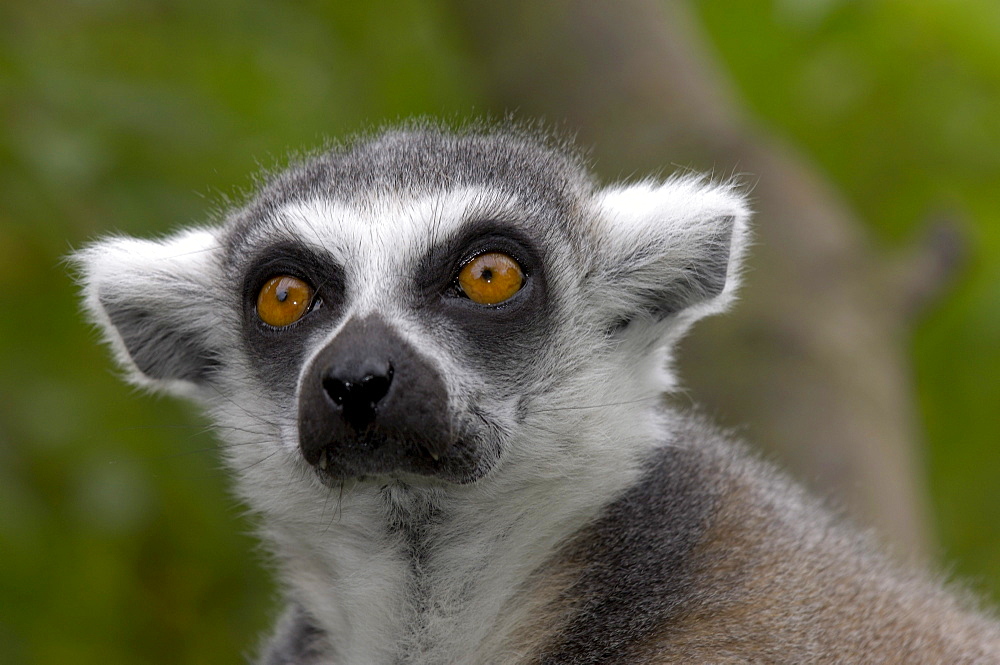 Ring-tailed lemur (lemur catta) native of madagascar (captive bristol zoo).