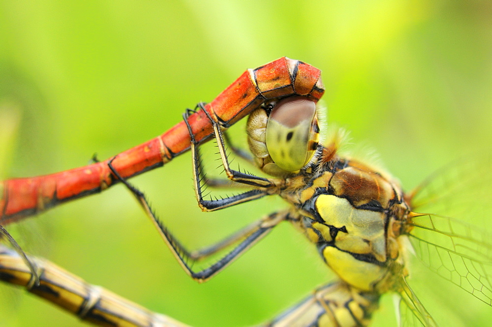 Common darter dragonfly (sympetrum striolatum) close-up of pair mating, oxfordshire, uk  