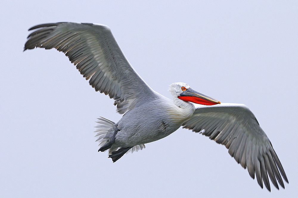 Dalmatian pelican (pelecanus crispus) adult in breeding plumage, in flight, lake kerkini, greece  