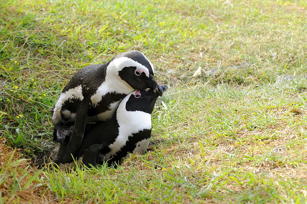 African penguin (spheniscus demersus) pair mating, simonstown, south africa