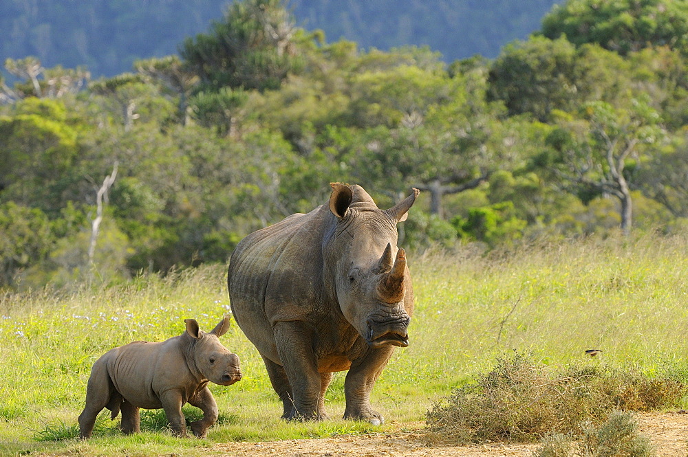 White rhinoceros (ceratotherium simum) and calf, eastern cape, south africa