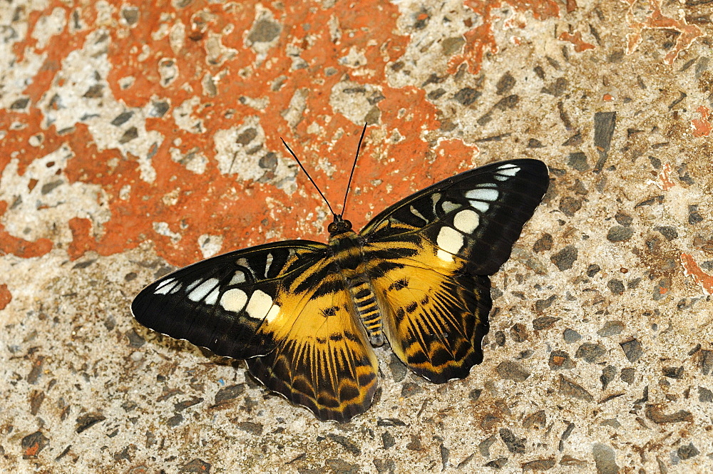 Clipper butterfly (parthenos sylvia) captive, native to south east asia