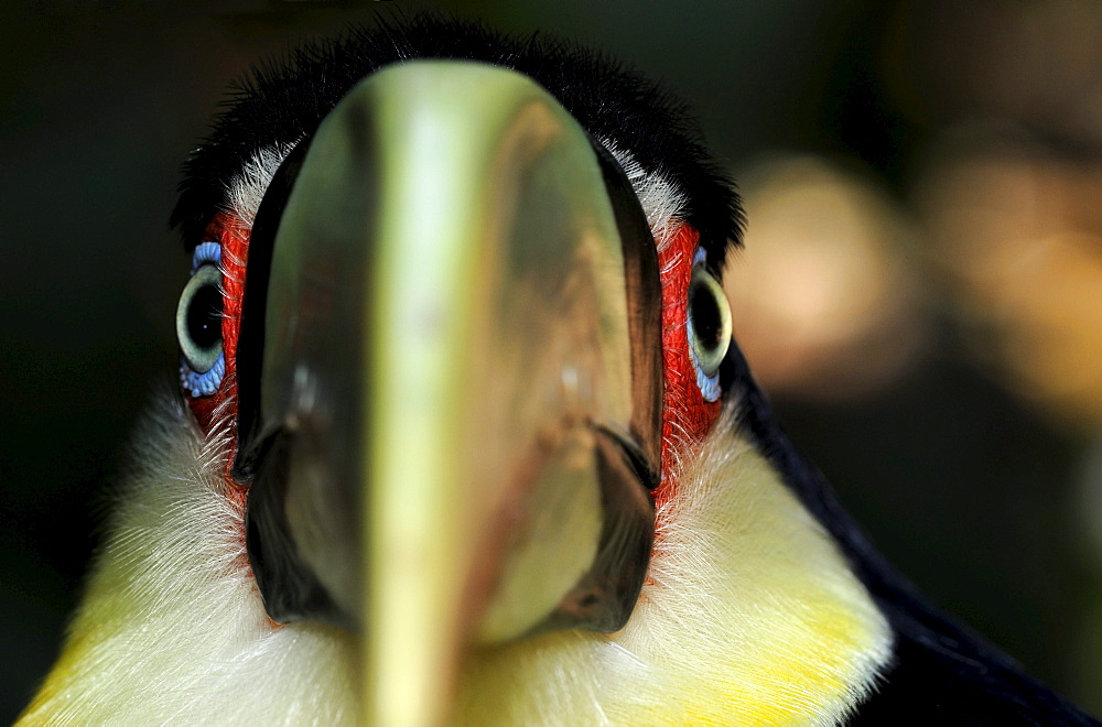 Red,breasted toucan (ramphastos dicolorus) close,up view, captive, brazil.