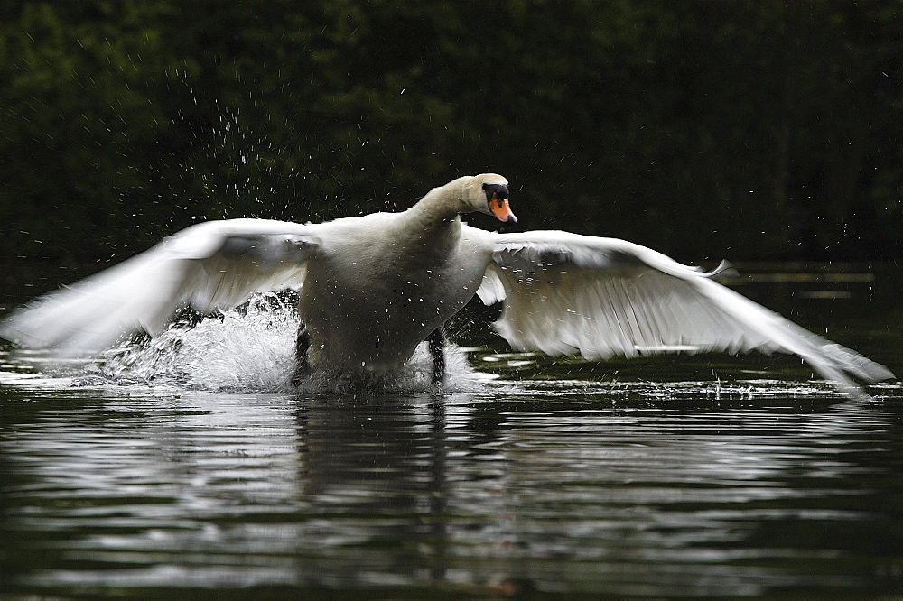 Mute swan (cygnus olor) oxfordshire, uk, charging across water surface towards camera