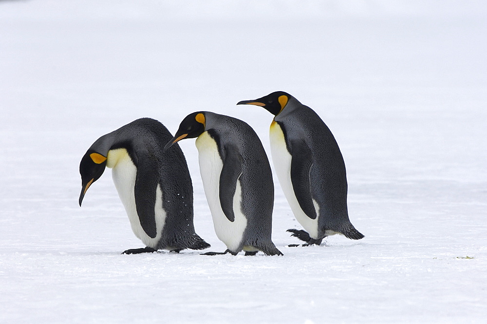 King penguins (aptenodytes patagonicus) right whale bay, south georgia, three together on the snow