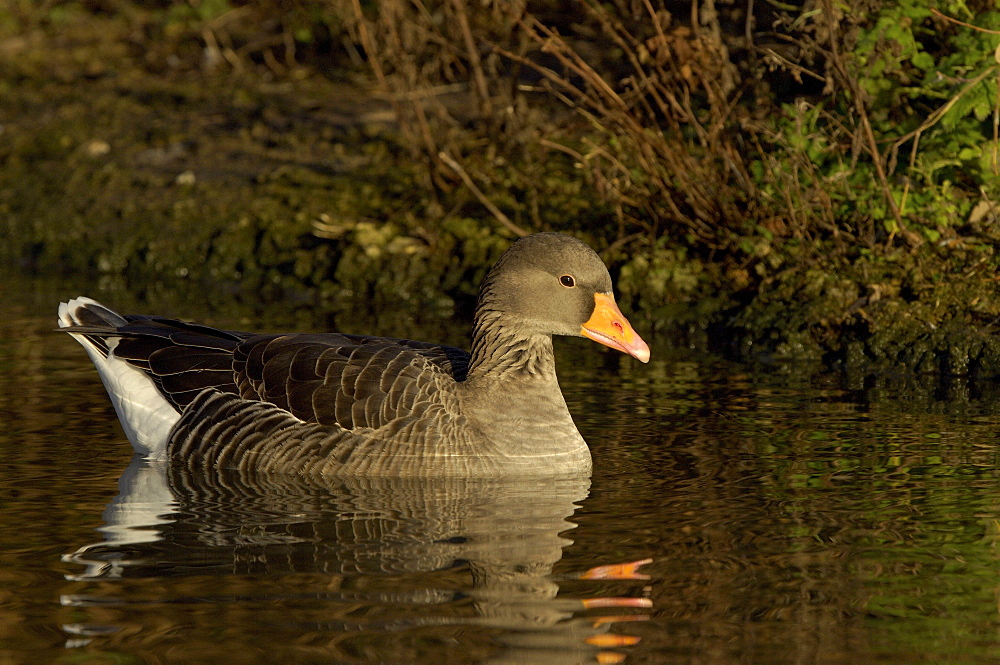 Greylag goose. Anser anser. In water, uk